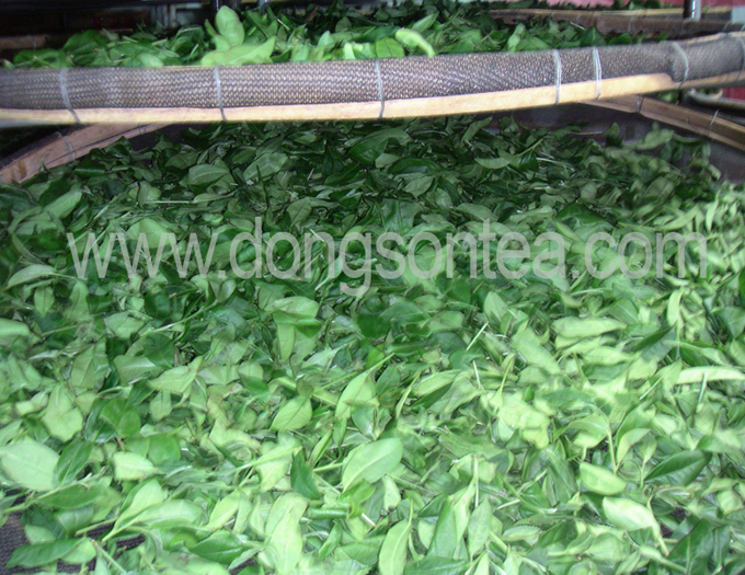 Fermented Olong Tea