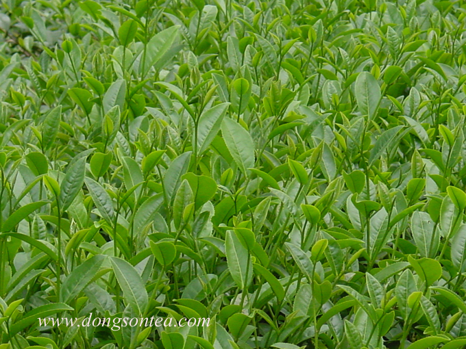 Oolong tea garden is about to be harvested