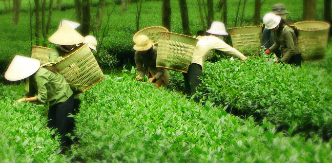 Olong Huong Viet tea buds are selected and hand-picked